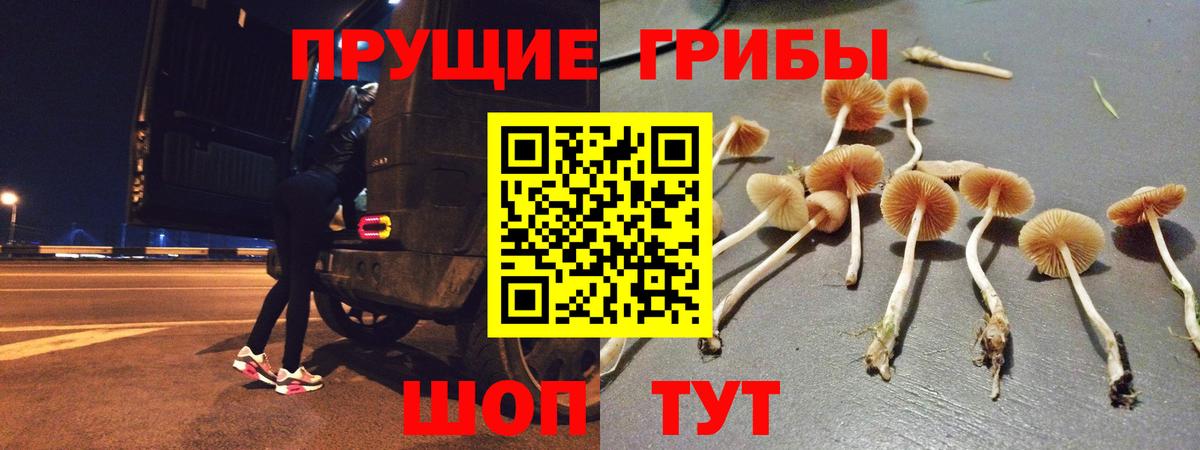 Псилоцибиновые грибы Cubensis Кудрово
